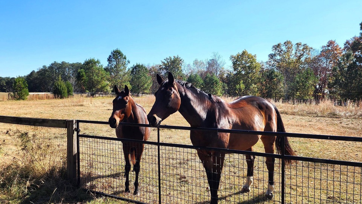 Langley House | Bring the horses! Studio huntbox, full kitchen, 3 stalls, washrack & pastures.