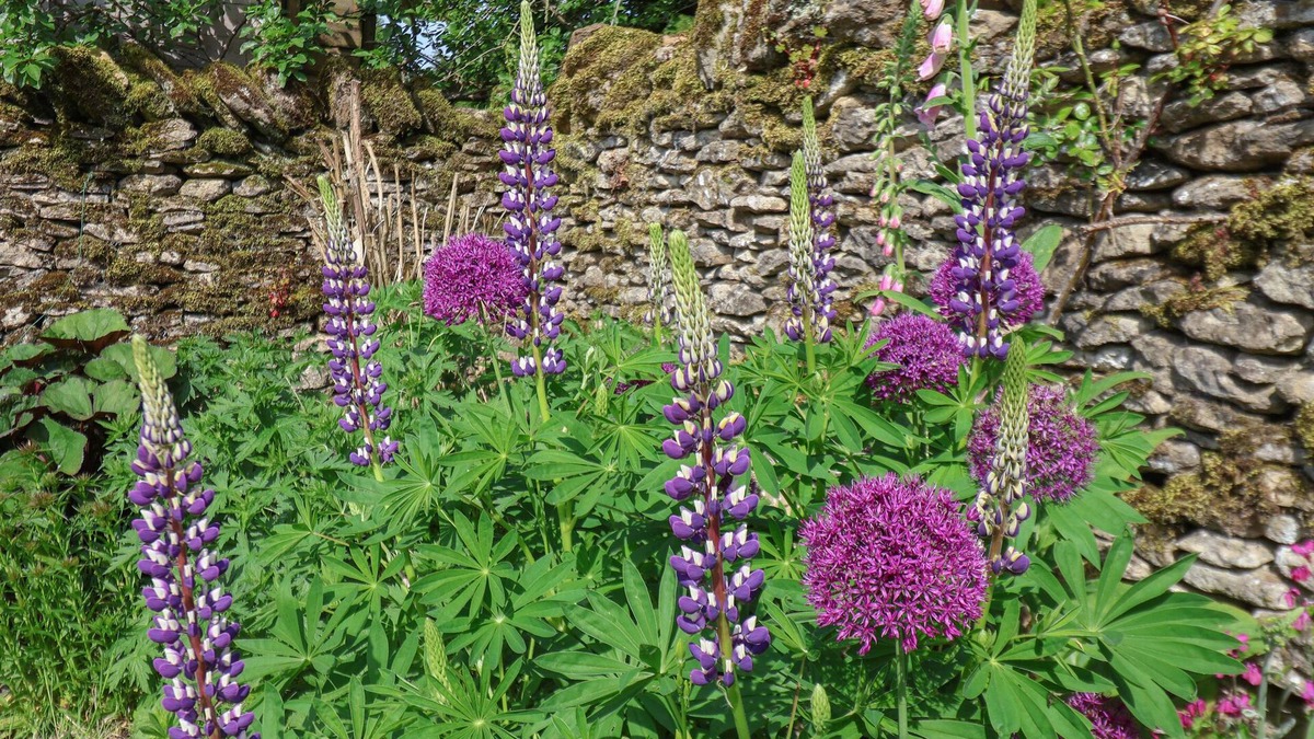 Lockton Cottage | Bute Cottage