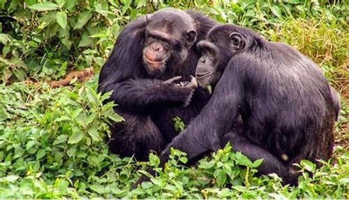 Kampala Other | Bwindi Hills Gorilla Safaris