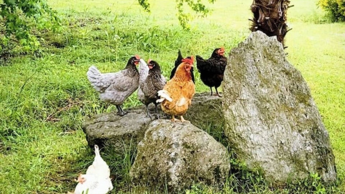 Cascinetta House | Ca'Lupetta, house and garden in the Ticino Park