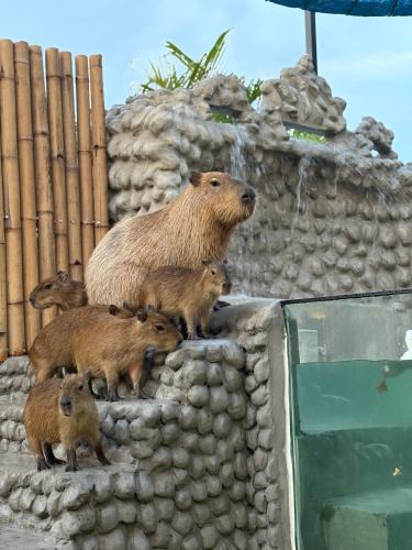 Mae Pong Resort | Capybara Zen Resort And Spa