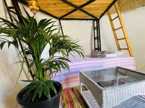 Agaete Other | Casa Caracol - Finca Oaxaca