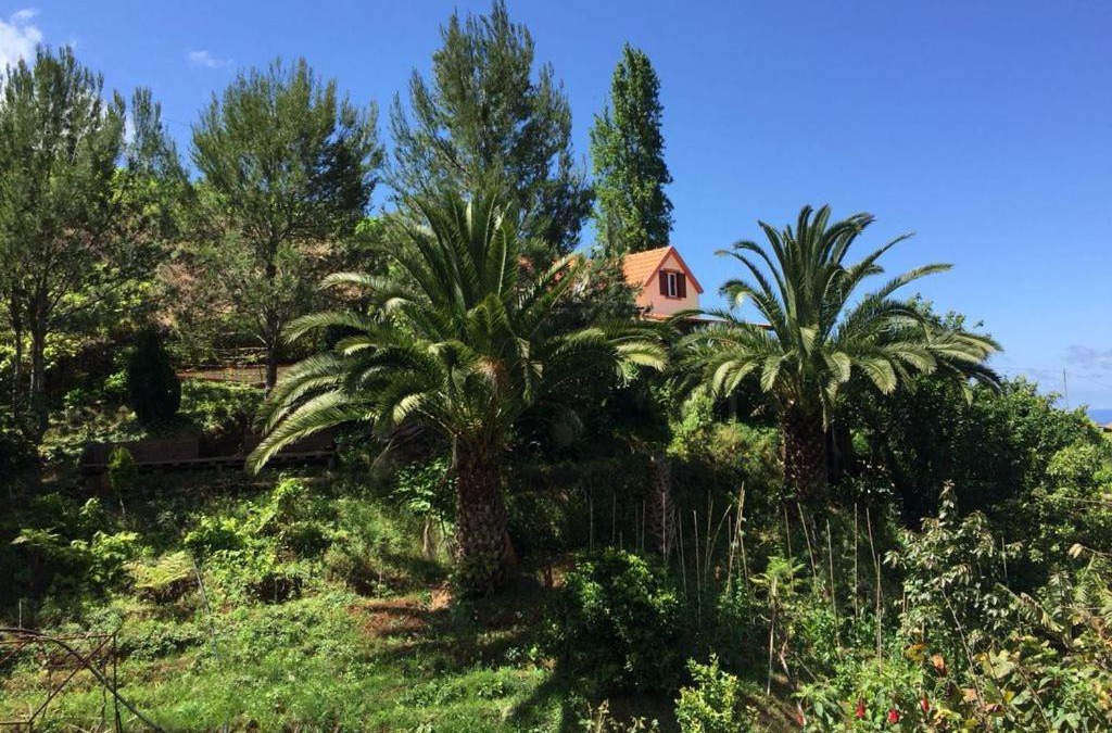 Porto da Cruz House | Casa d'Olívia