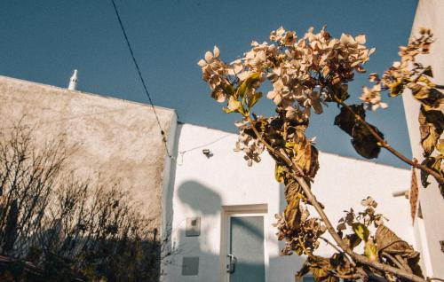 Figueira House | Casa da Figueira - Guest House