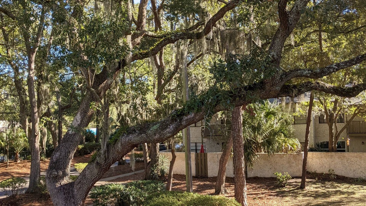 Palmetto Dunes Condo | Casa Maria