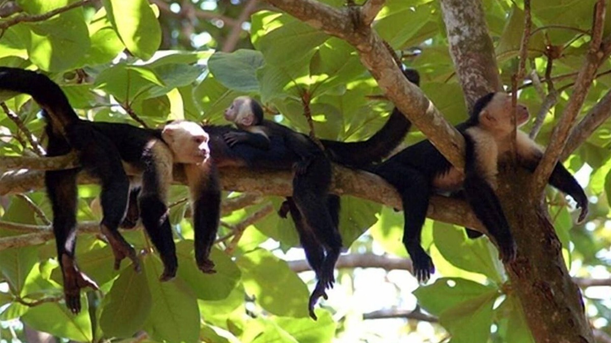 Limon House | Casa Tres Monos- Stunning Garden/Beach Wildlife Viewing
