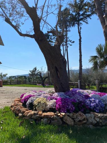 Albanella House | Casa Vacanza Capozzoli
