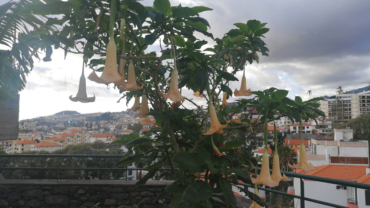 Santa Luzia House | Casa Vanday, Beautiful City View