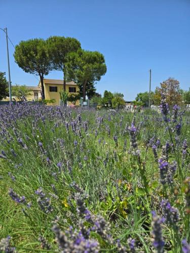 Castelfidardo Bed & Breakfast | CaSAle