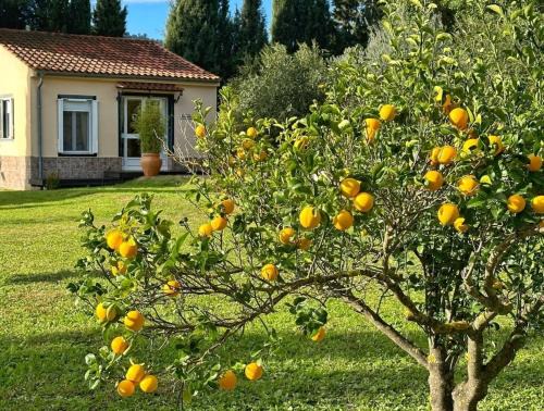 Olvera House | Casita Cacahuete