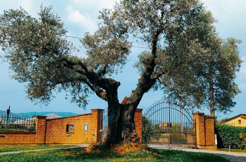 Chiesina Uzzanese House | Casolare L'Antico Olivo