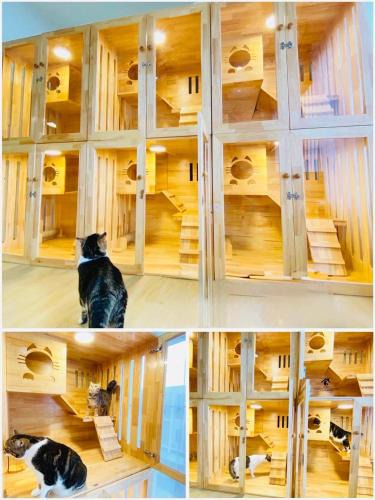 Hat Yai Other | Cat Hotel Hatyai by Krissana Mansion cat only