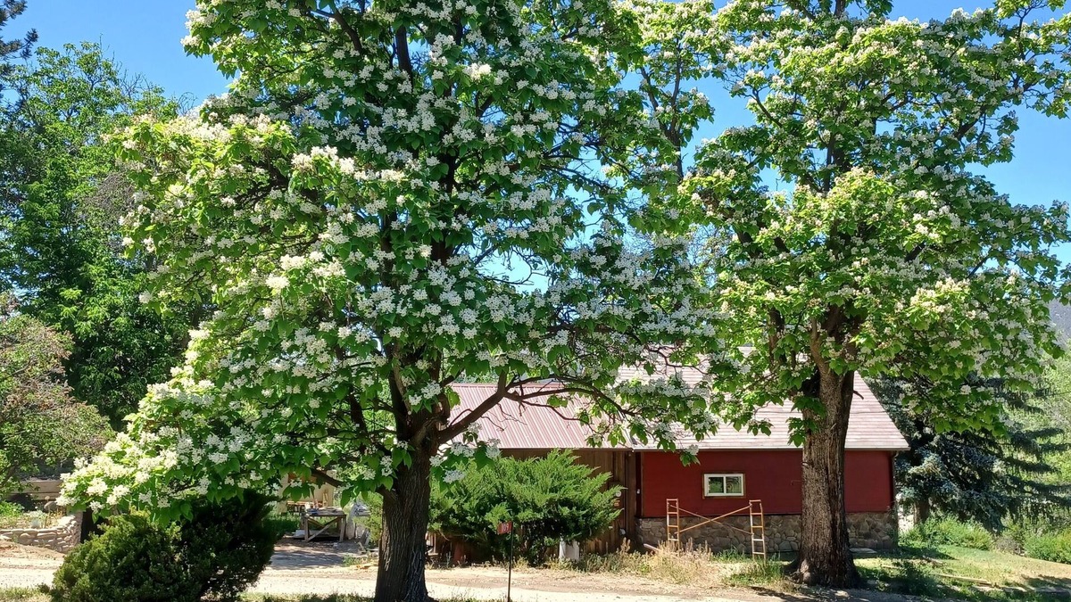 Paonia Cottage | Catalpa Cottage is named after the giant Catalpa trees surrounding the cottage ~