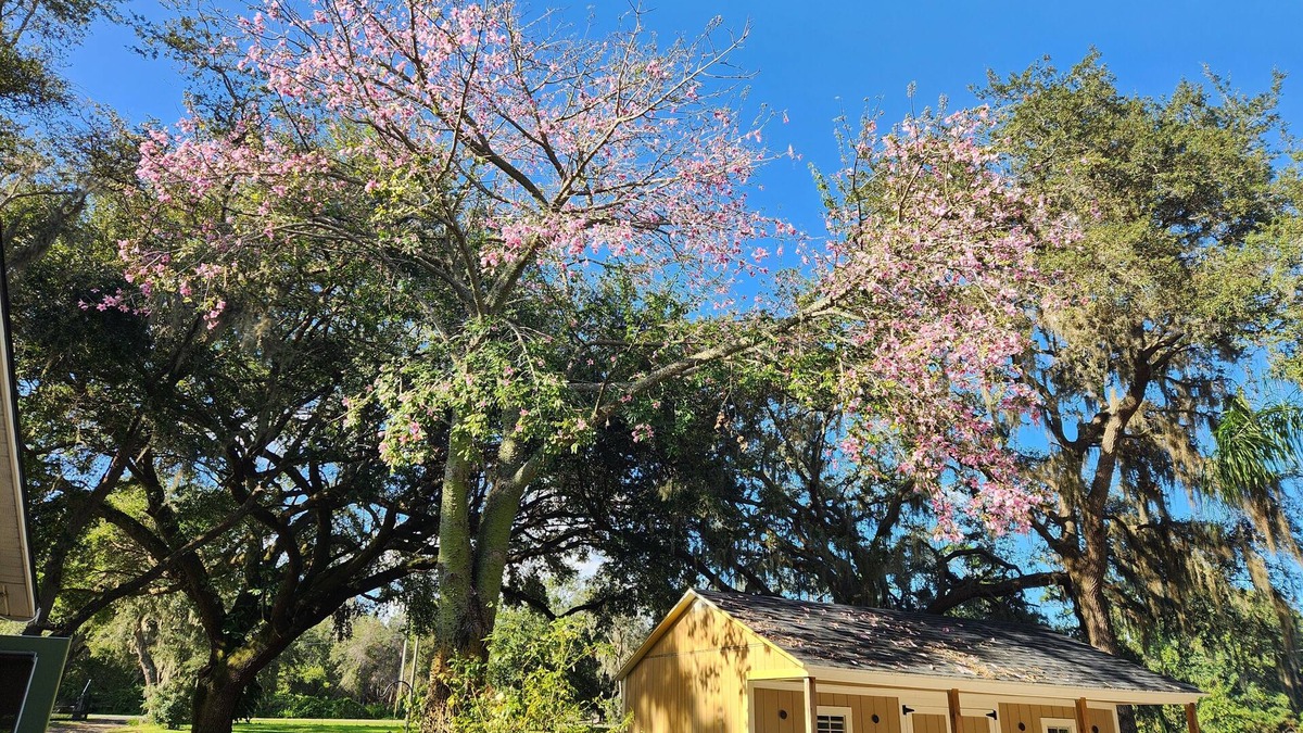 Kissimmee House | Charming 4-bedroom house with AC and WiFi near Orlando airport and lake nona