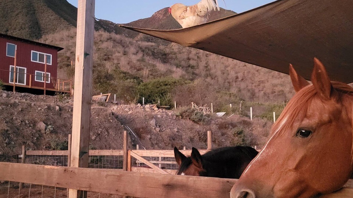 Cabo Punta Banda Cottage | Charming casita on Lucky Tree Ranch horse ranch with 360° Views Ocean Mountains