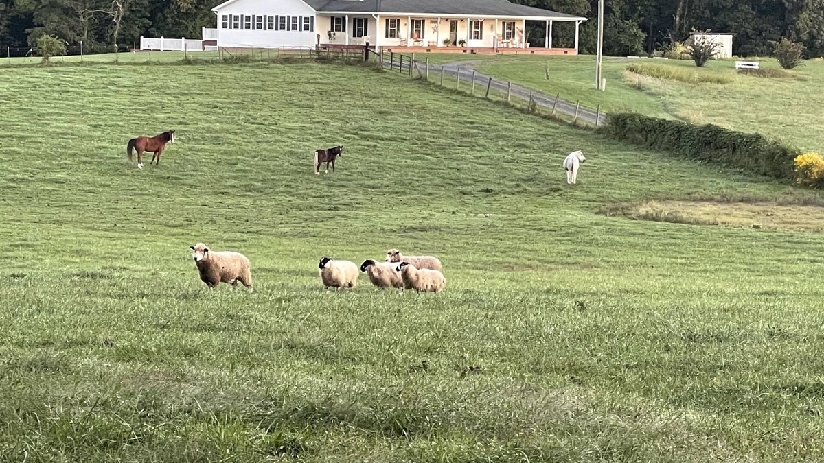 Mount Jackson Other | Charming FarmHouse with animal meet&greet