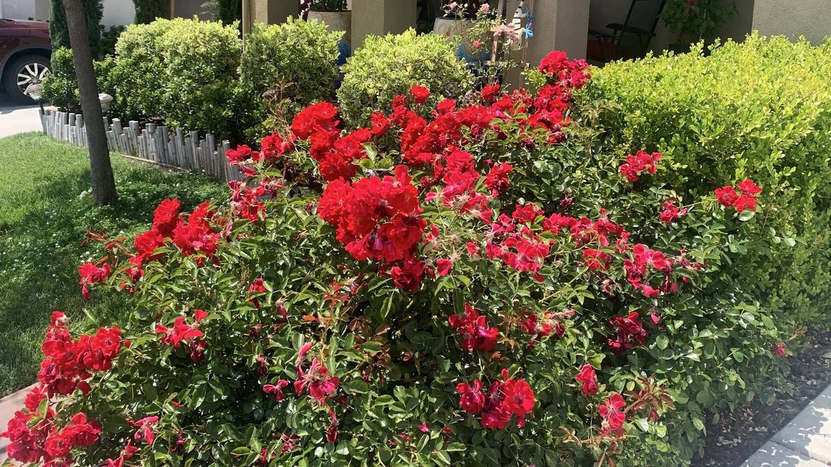 El Dorado Hills House | Close for all the winter recreation~skiing, snowmobiling, hiking, archery