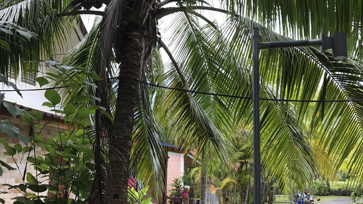 Sa Khu Villa | Coconut Bungalow