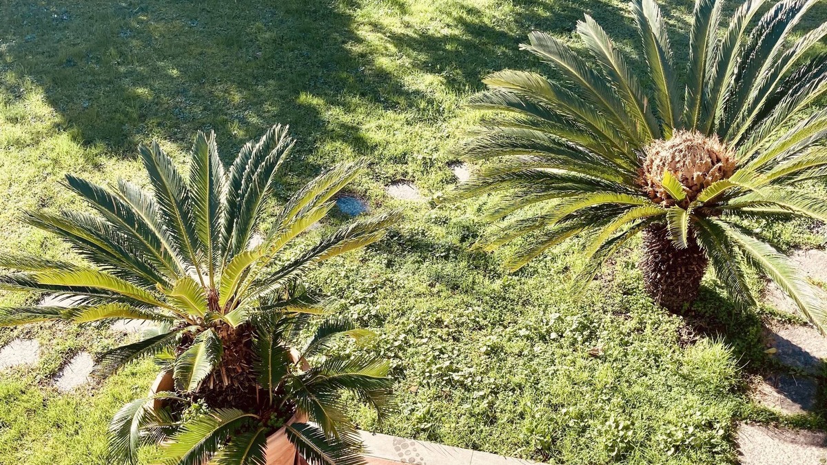 Montignoso Apartment | Comfortable independent apartment, surrounded by greenery, a few minutes from the sea