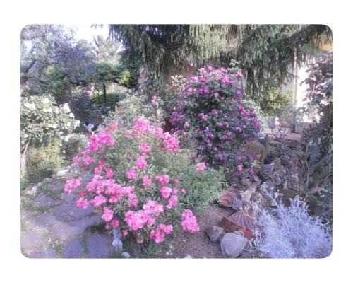 Castelnuovo di Porto Bed & Breakfast | Corelli & Company Rose Musica e Libri