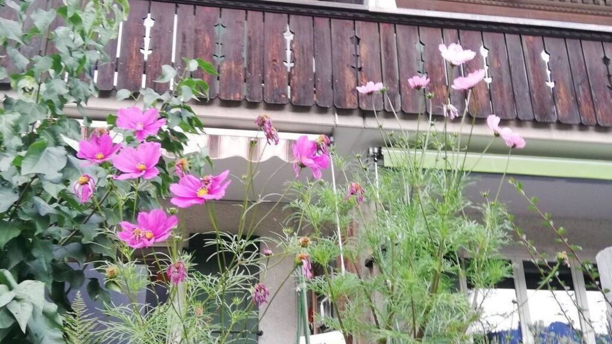 Lenk Apartment | Cosy apartment for 6 guests with TV, balcony and pets allowed