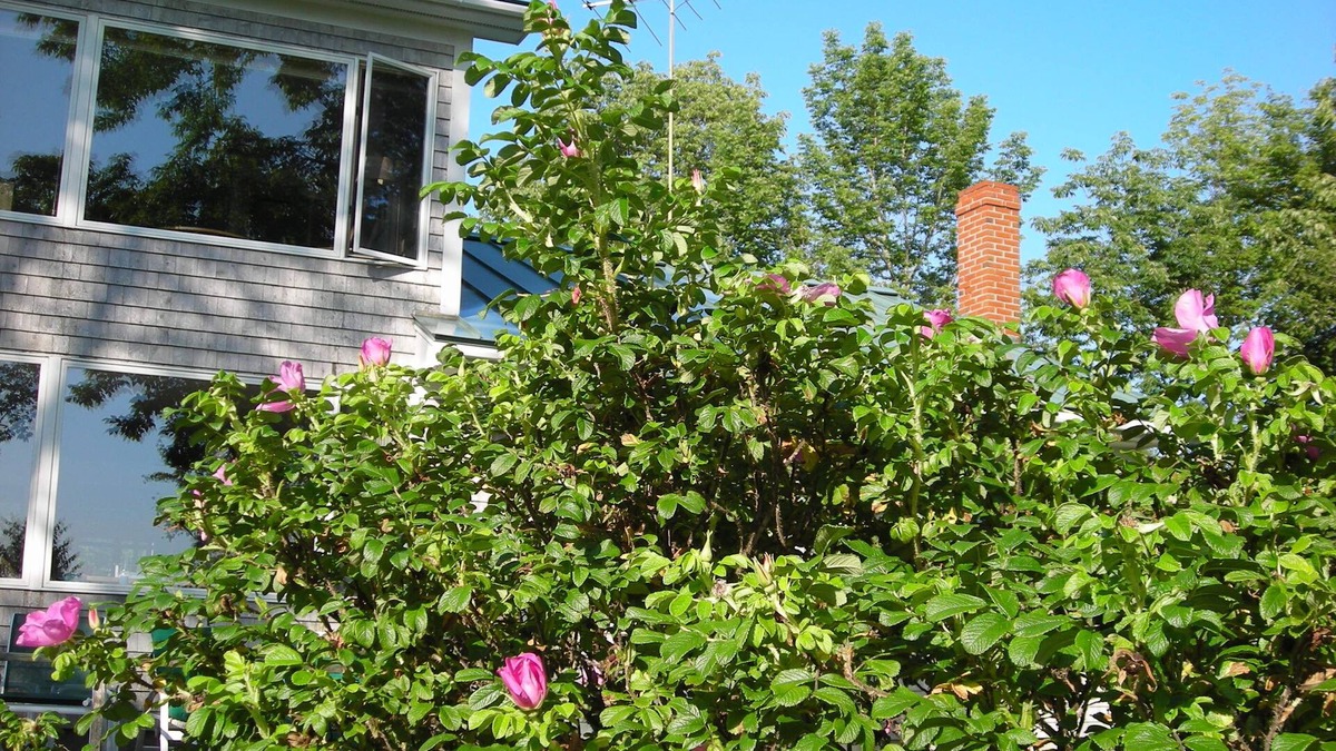 Deer Isle Cottage | Cottage for Six on the Waters of Eggemoggin Reach