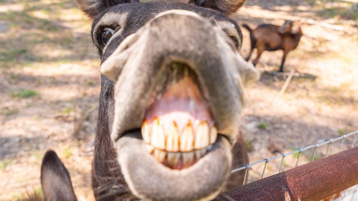 Longview House | Country 2-bedroom home, steps away from Longhorns, donkeys, horses, and goats.