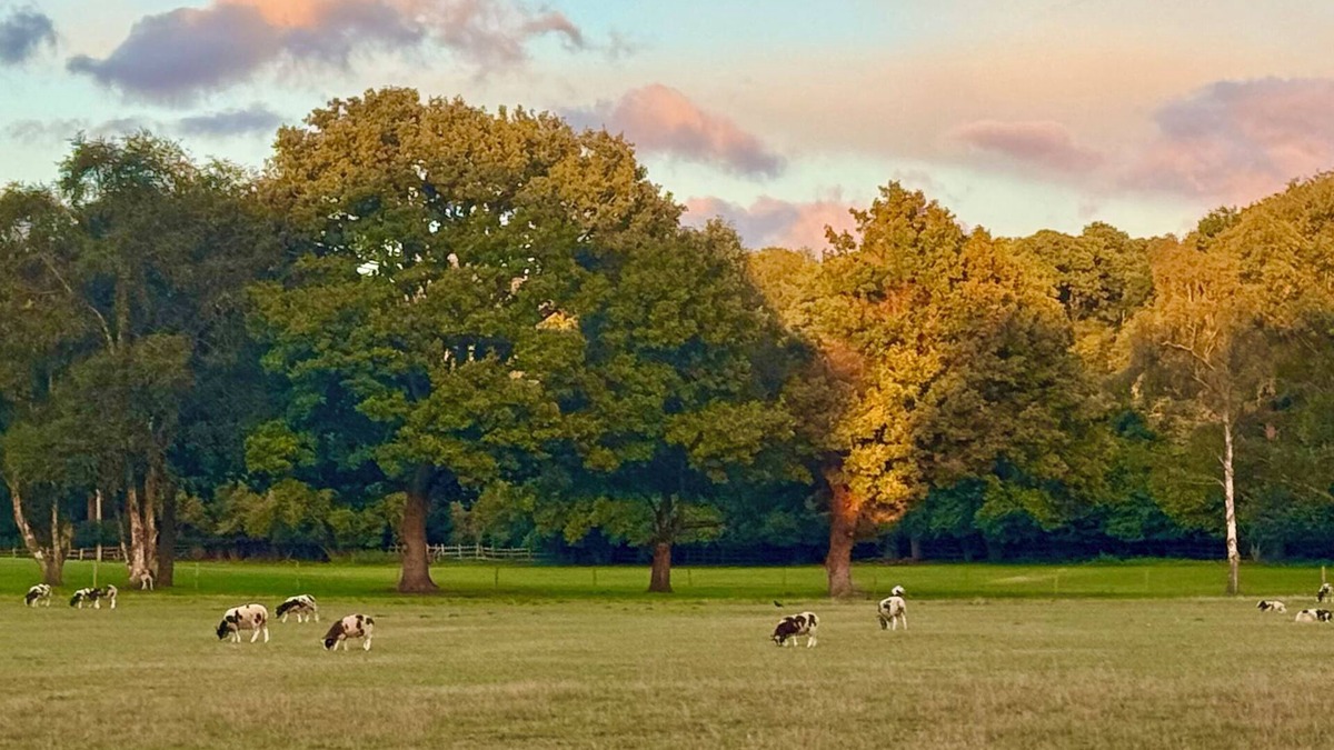Liphook House | Country Escape on Private Estate, Dogs, Walking