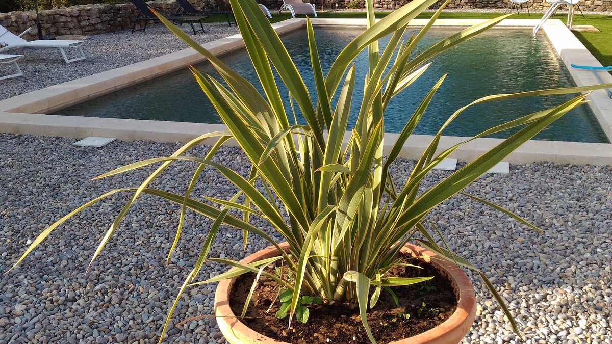 Bonnieux Other | COUNTRY HOUSE located in the heart of the Luberon, quiet in the middle of olive trees