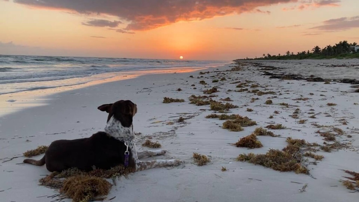 El Cuyo Cabin | Cozy cabaña located only 5 minutes walking from the beautiful beach of El Cuyo