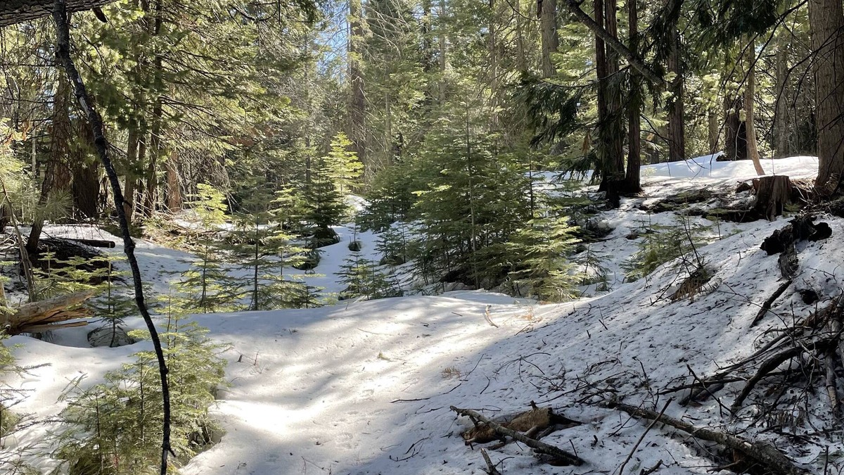 Shaver Lake Cabin | Cozy Cabin for Summer & Winter Fun