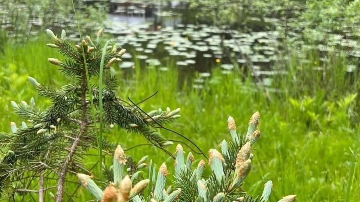 Ellenville Cottage | Cozy Cottage with a Pond 2