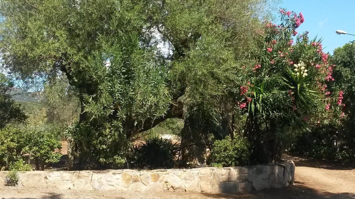 Castiadas Apartment | Cozy Home Nestled in the Olive Groves of Castiadas