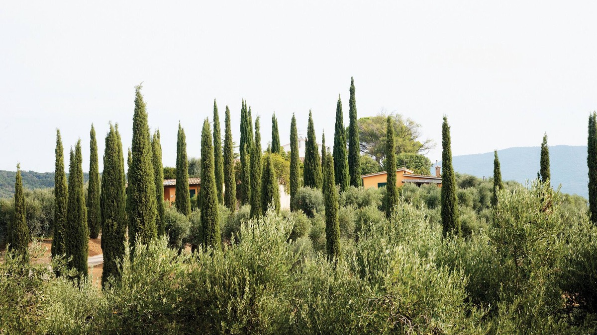 Castiglione della Pescaia House | Cozy vacation home "Rosetta" in the middle of a beautiful olive grove