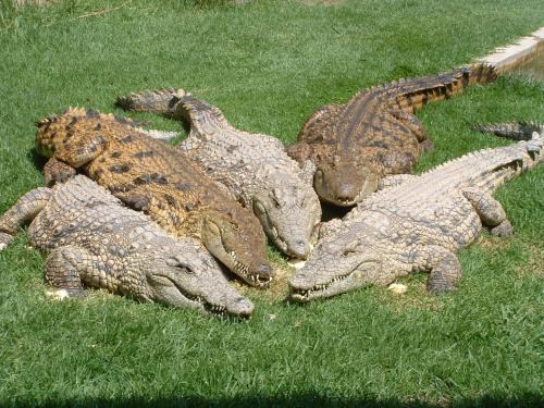 Greater Johannesburg Metropolitan Area House | Crocodile Lodge cc