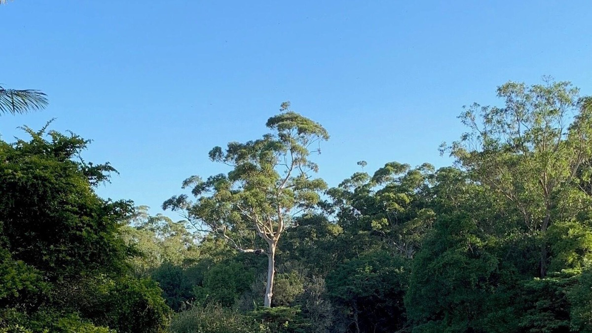 Maleny Cabin | Dads Art Studio