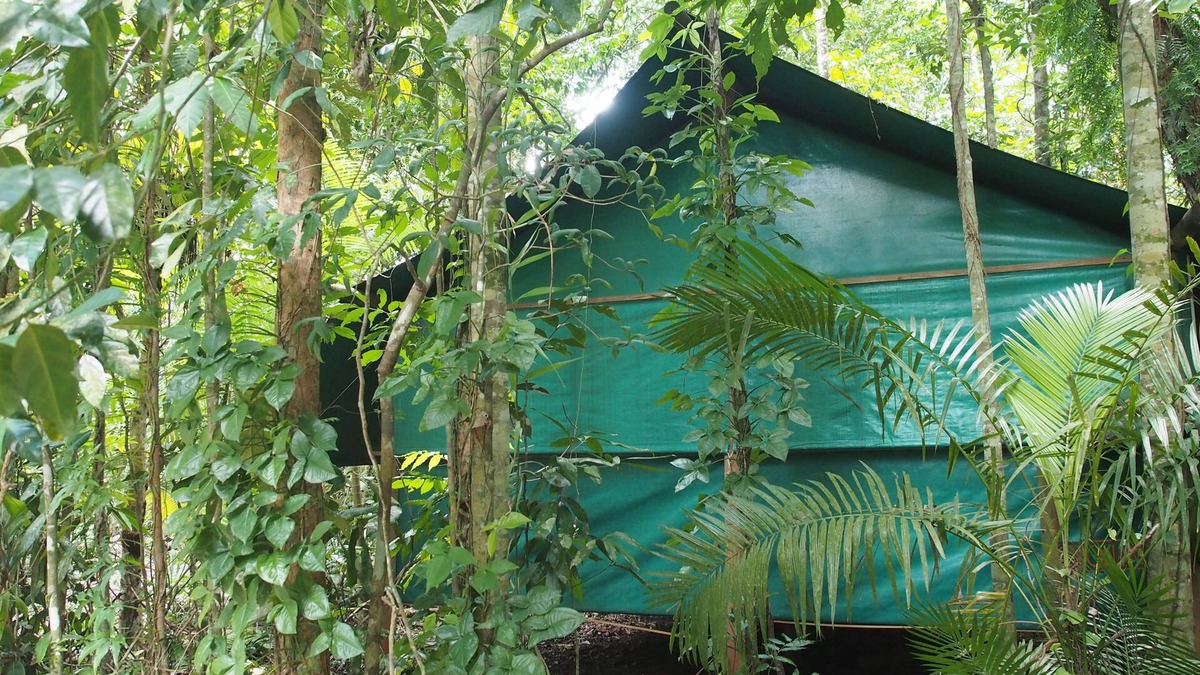 Cow Bay Cabin | Daintree Crocodylus