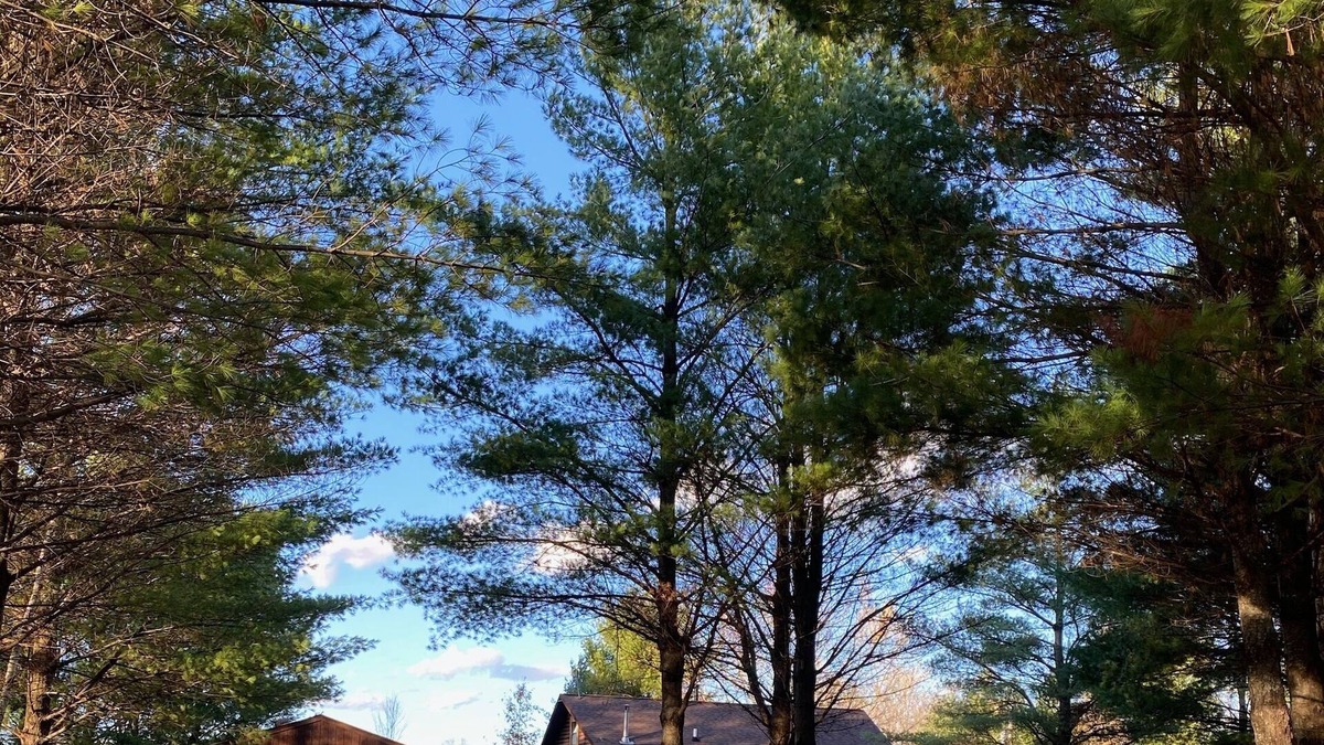 Danbury Cabin | Danbury log cabin
