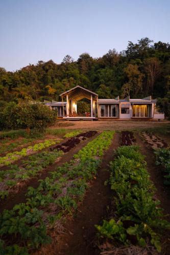 Chiang Dao Other | Daraga ดารกะ