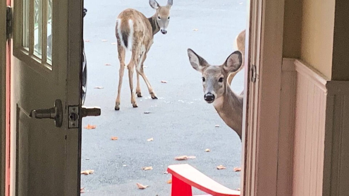 Quispamsis Apartment | Deer Paradise in Quispamsis New Brunswick w/artist studio