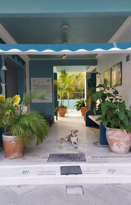 P Chahue Hotel | Delphinus Inn