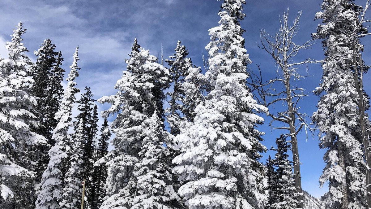 Moose Wilson Road Condo | Desireable Aspens' Berry Patch Condo Creekside Secluded New Bathroom & Floors