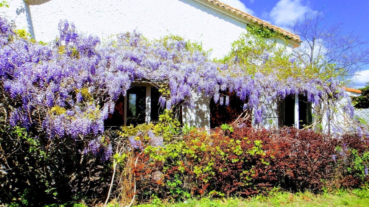 Castelnau-le-Lez House | Detached house in beautiful property surrounded by vineyards, large swimming pool