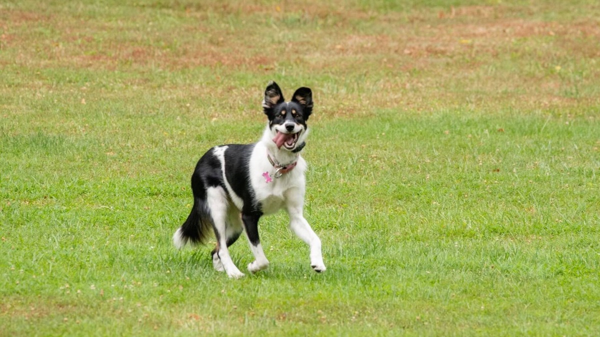 Bensalem Cottage | Dog friendly hideaway in Bucks County near River
