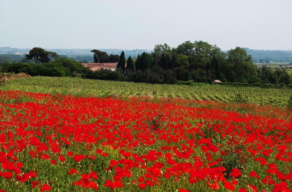 Nizas House | Domaine Saint Ferreol