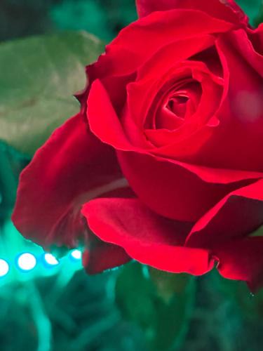 Sodertalje Municipality Bed & Breakfast | DR ÅSA Rooms in a Forest Villa w Pool near a Golf Course, Concerts & the Baltic Sea