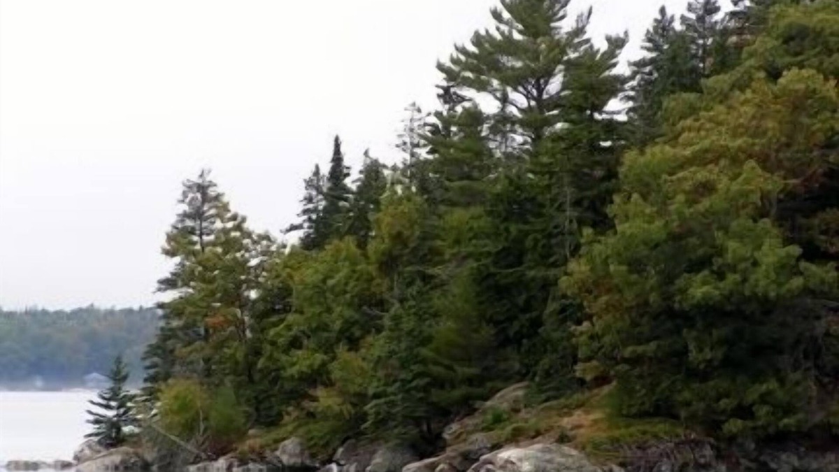 Bar Harbor Apartment | Dragonfly Woods-Bright airy efficiency apartment nestled in the woods. VR1R25117