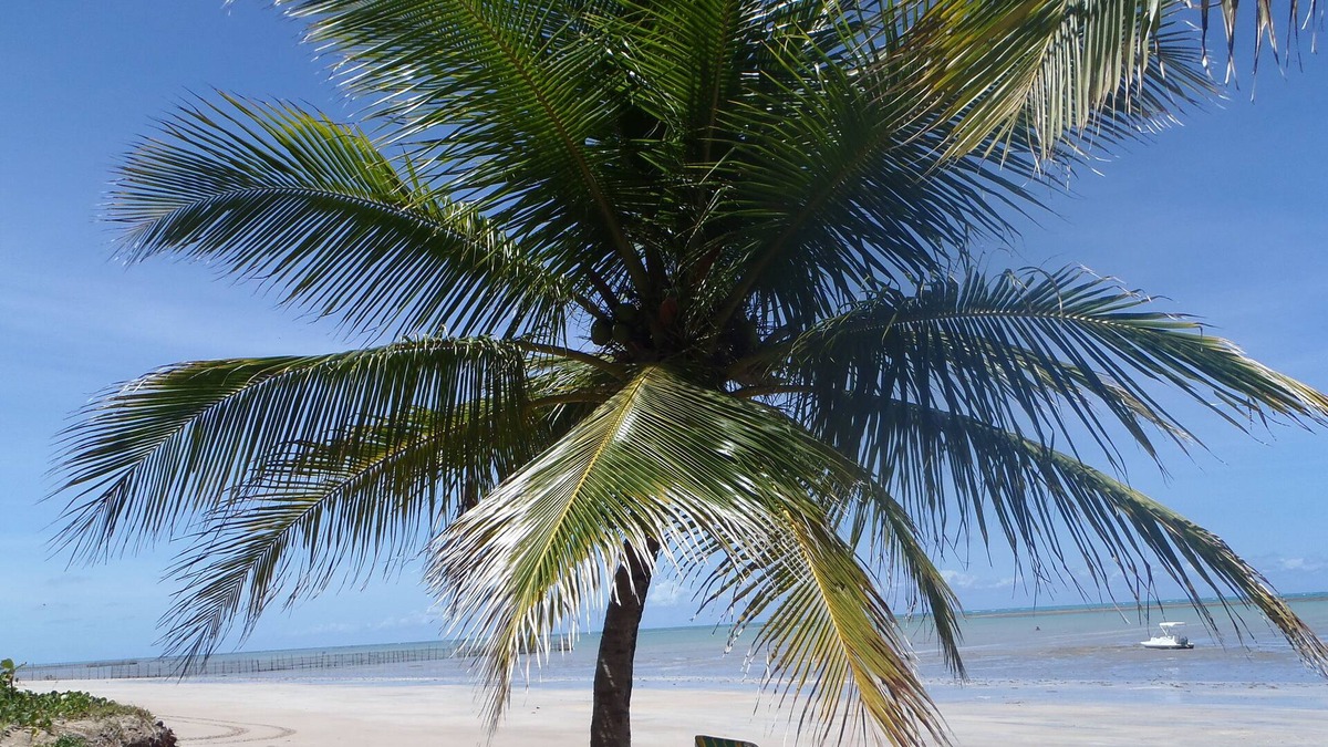 Maceio Villa | Dream house on tropical beach: nature, sun, peace