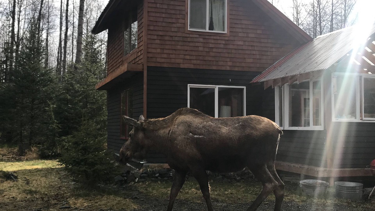Bear Creek House | Eagle's Nest Cabin on Salmon Creek