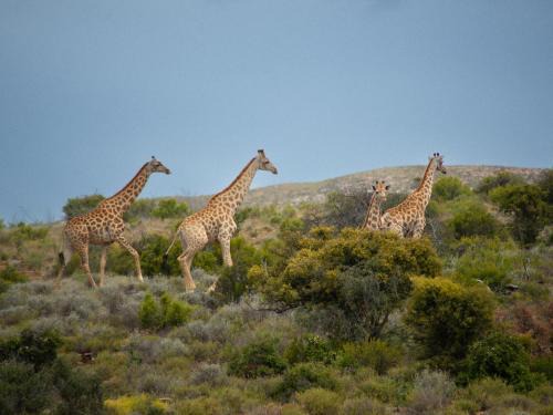 Uniondale Cabin | Elandspoort Private Game Reserve